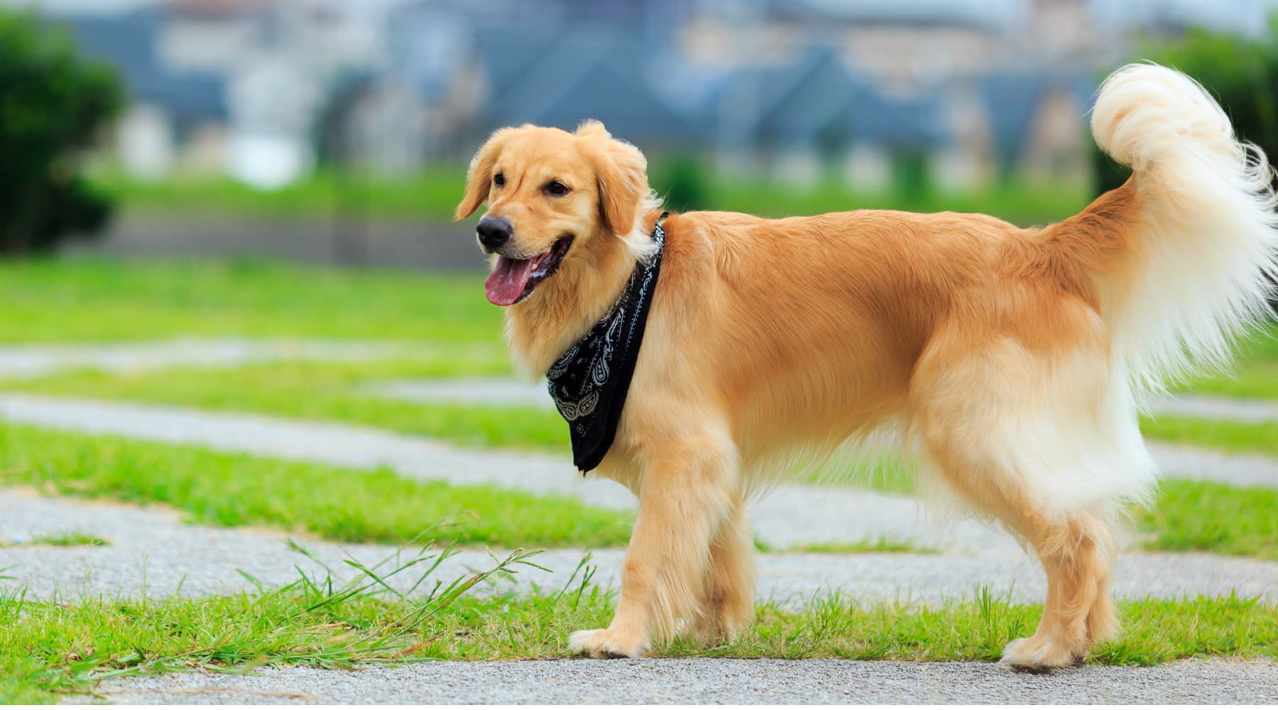 Maya la Golden Retriever