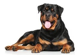 Iris la Rottweiler