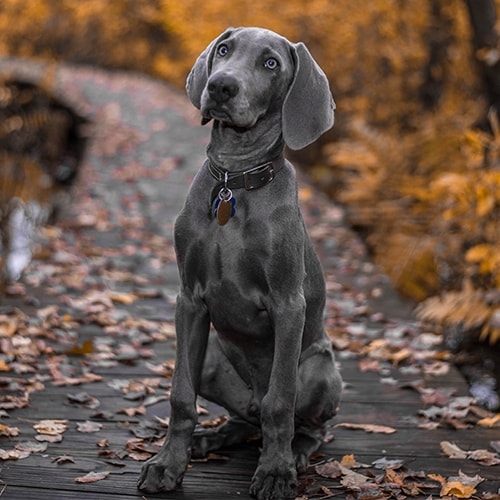 Máximo el Weimaraner